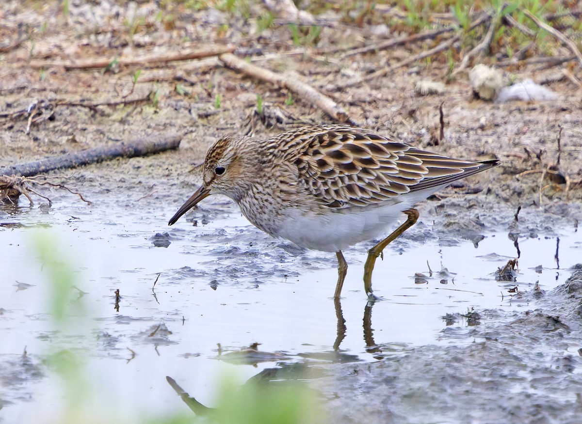 Pectoral Sandpiper - ML636431950