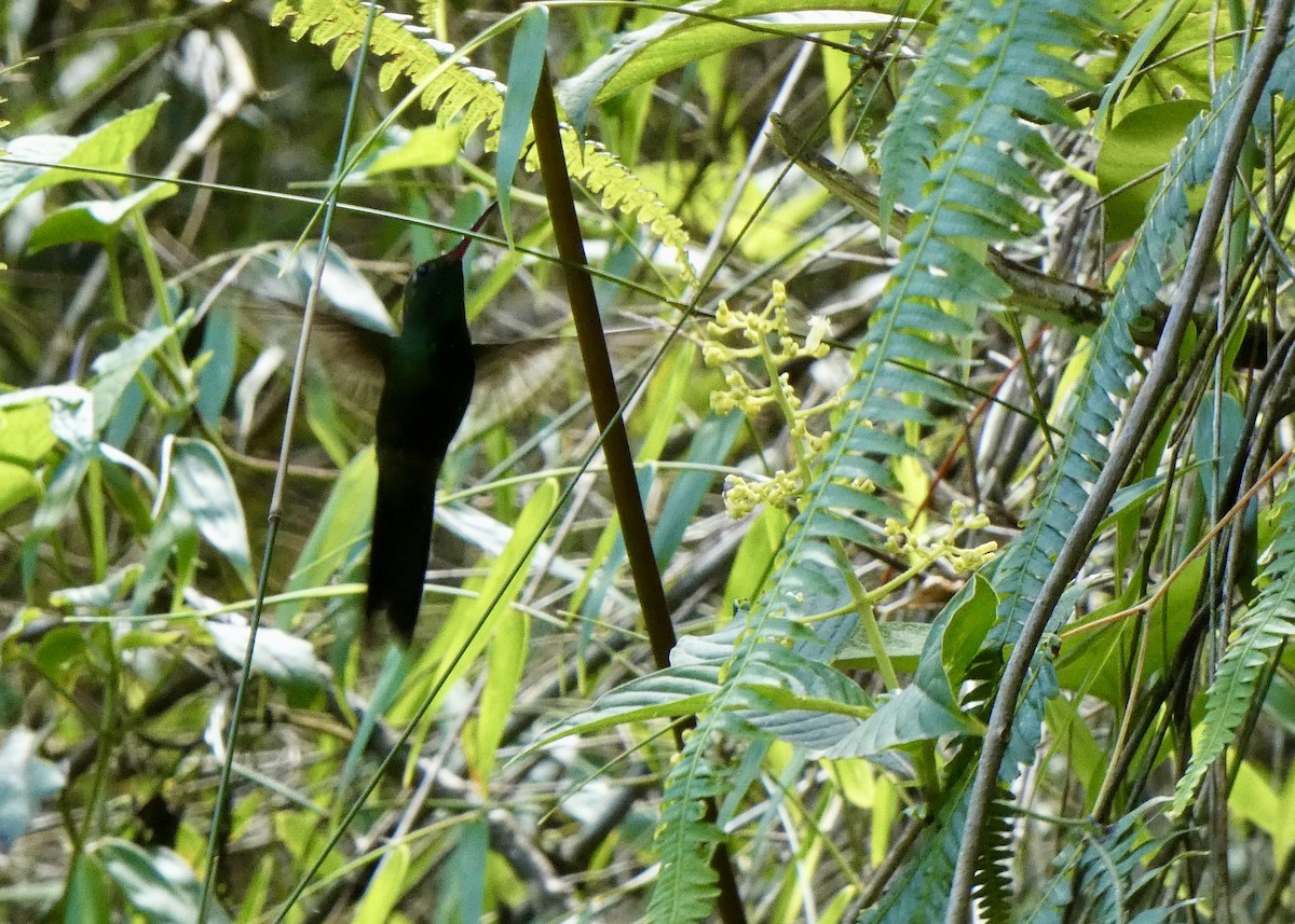Hispaniolan Emerald - ML636431971