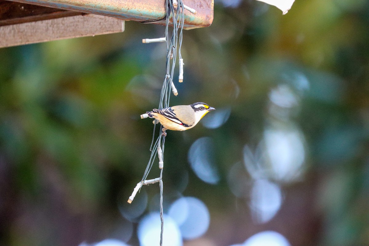 Striated Pardalote - ML636431999