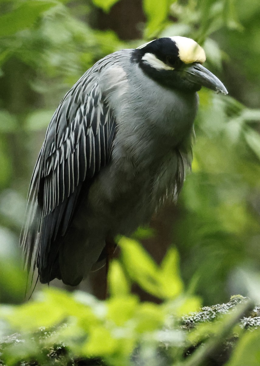 Yellow-crowned Night Heron - ML636432080