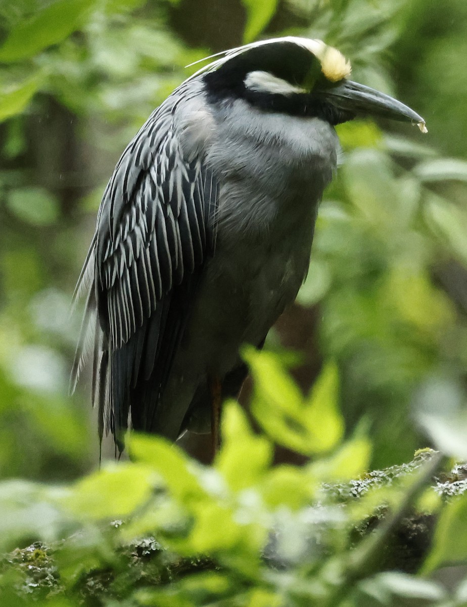 Yellow-crowned Night Heron - ML636432081