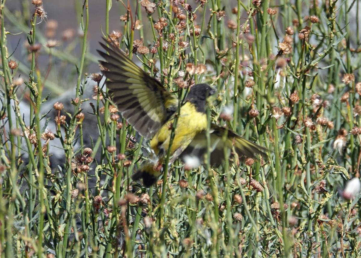 Yellow-rumped Siskin - ML636432128