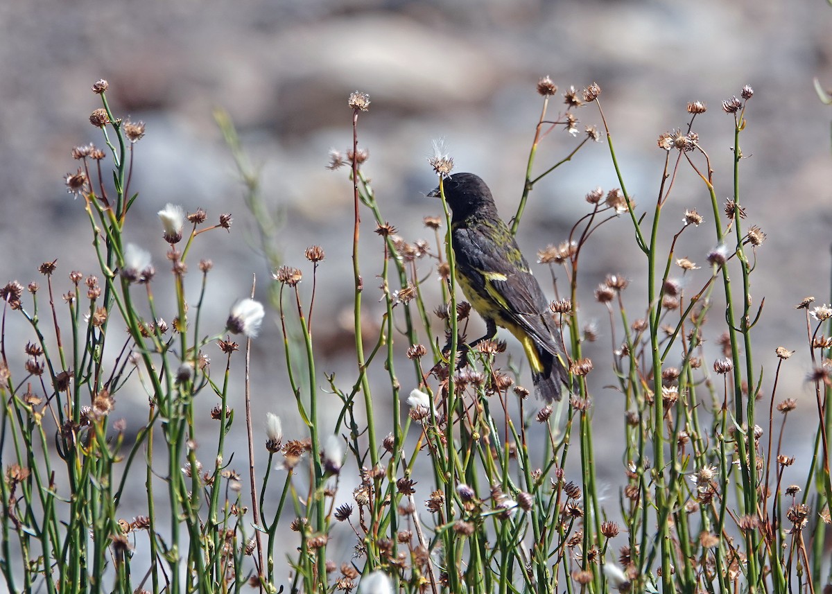 Yellow-rumped Siskin - ML636432129