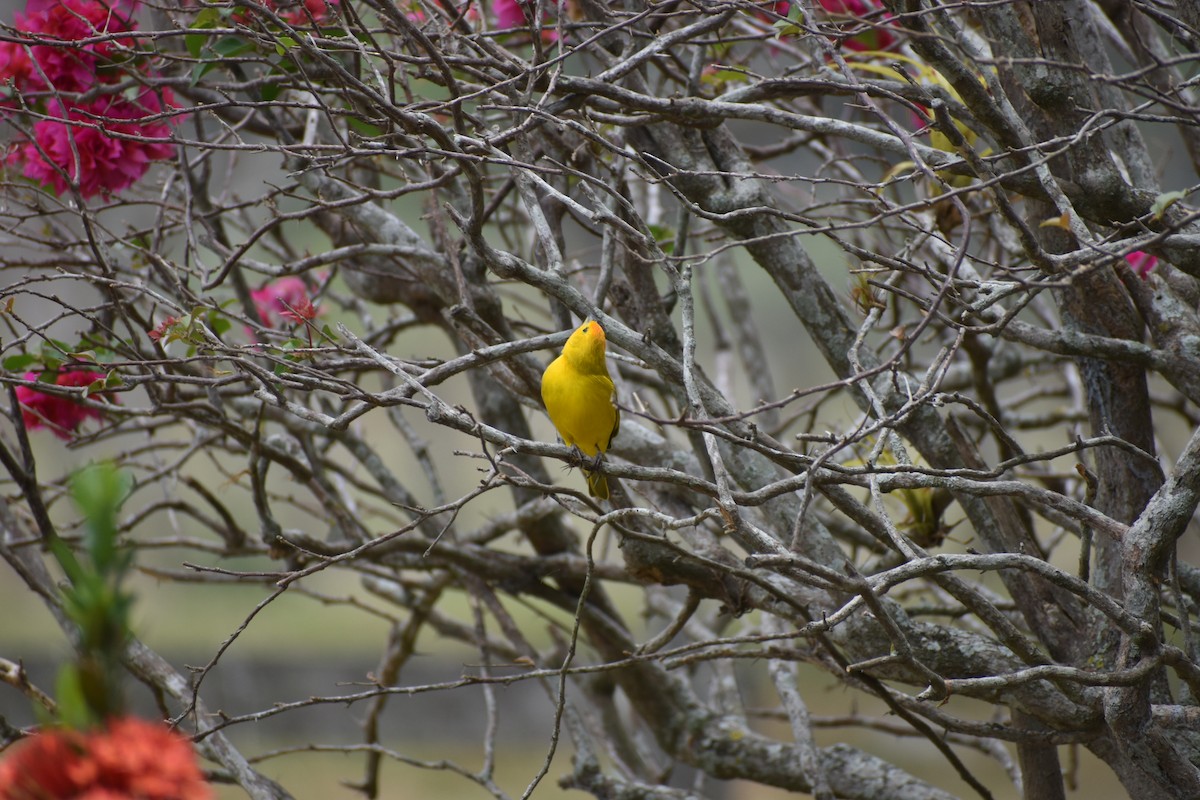 Saffron Finch - ML636432156