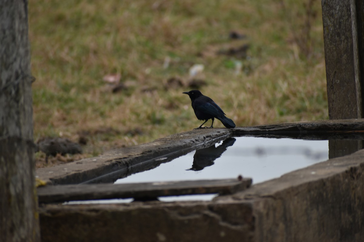 Carib Grackle - ML636432185