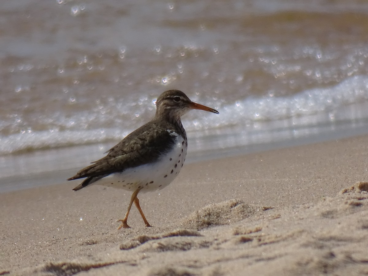Spotted Sandpiper - ML636432234