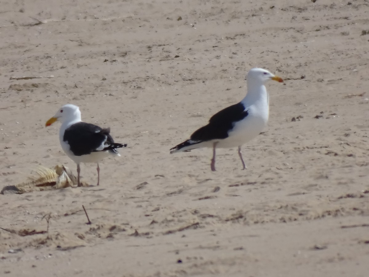 Great Black-backed Gull - ML636432258