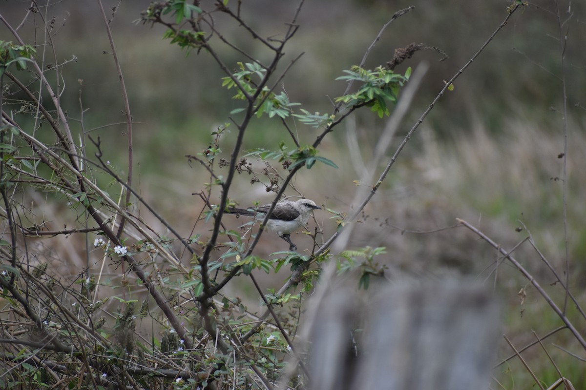 Tropical Mockingbird - ML636432264