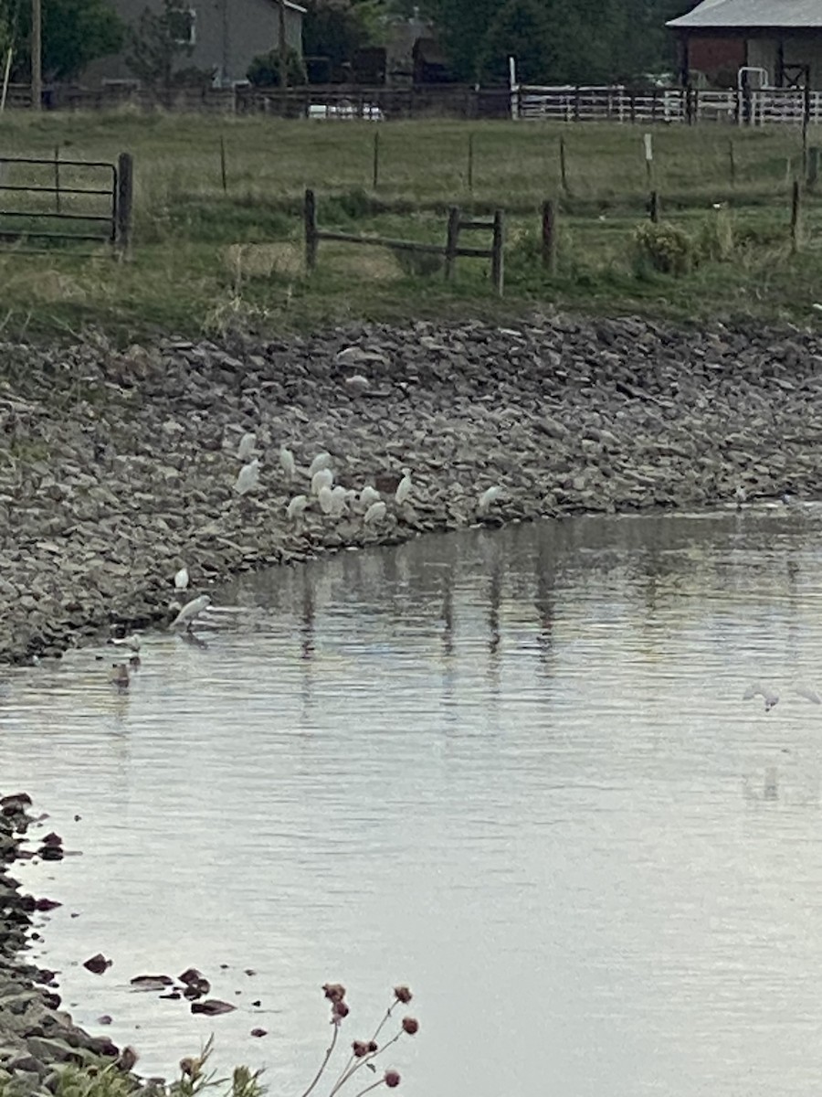 Snowy Egret - ML636432265