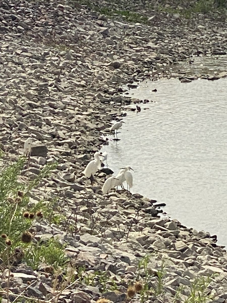Snowy Egret - ML636432267