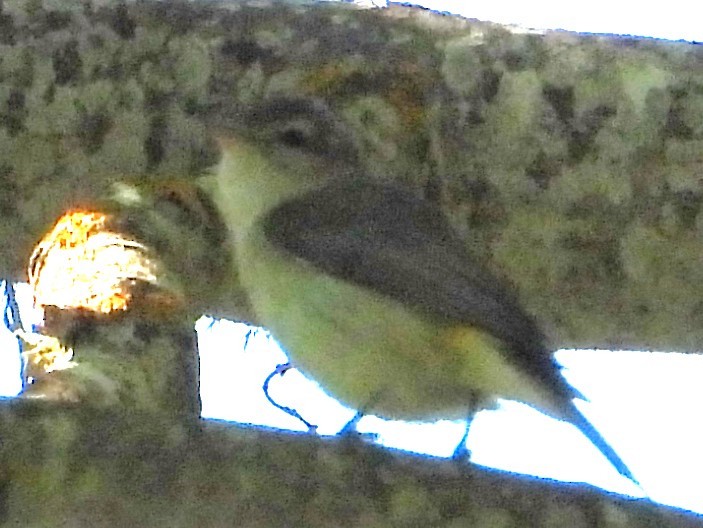 Western Warbling Vireo - ML636432304