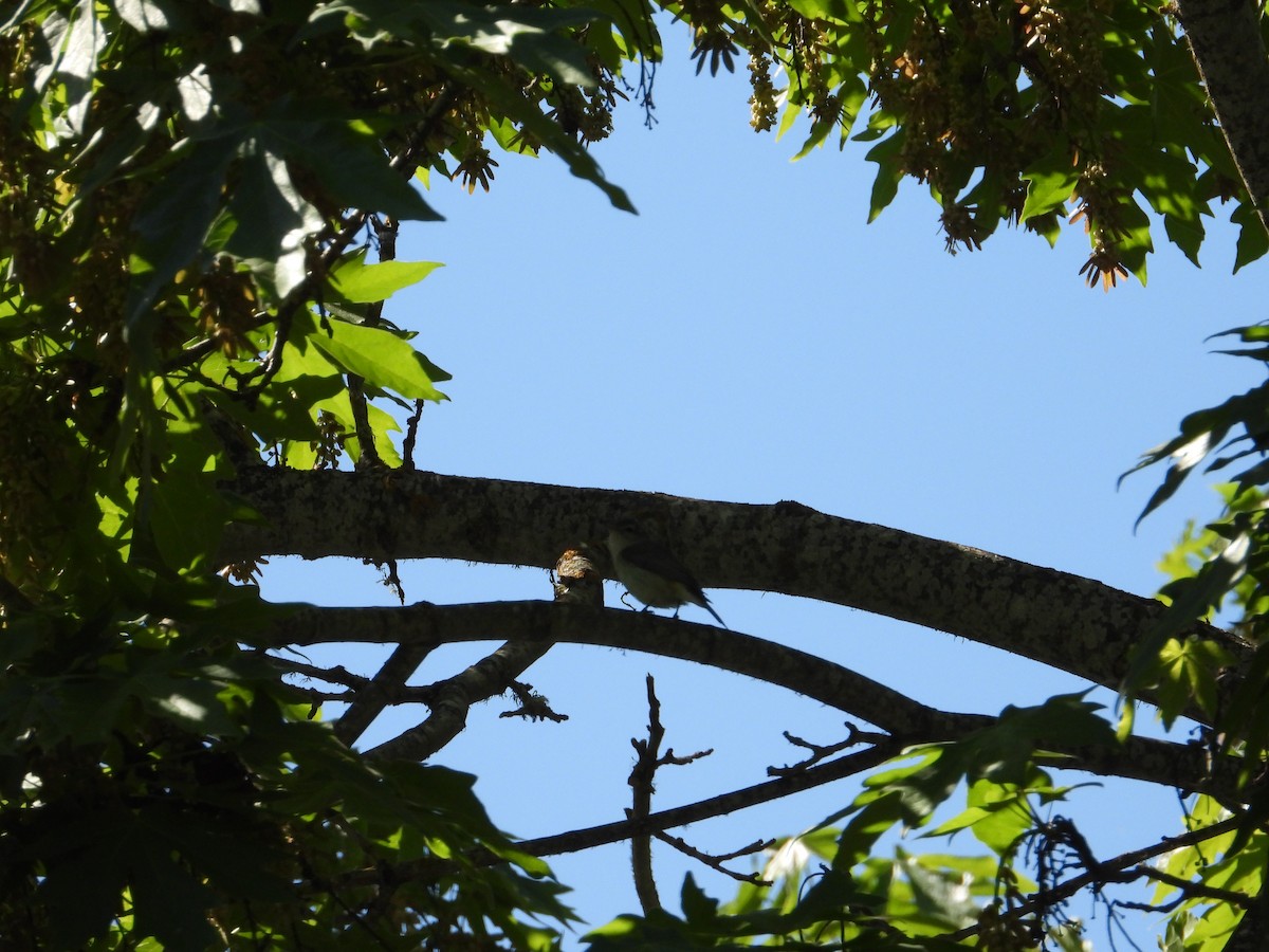 Western Warbling Vireo - ML636432311