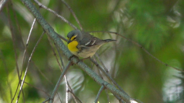 Grace's Warbler - ML636432331