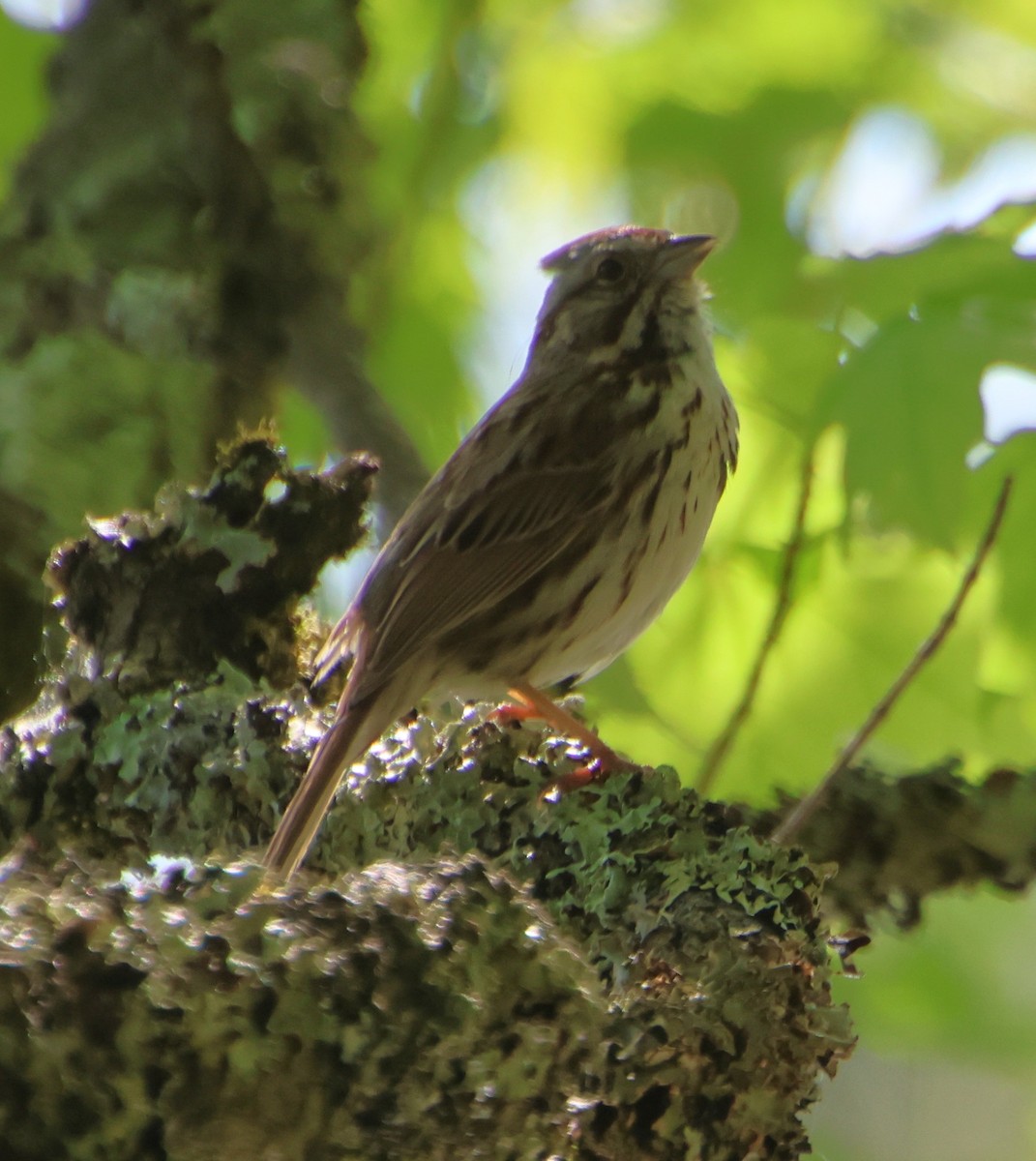 Song Sparrow - ML636432372