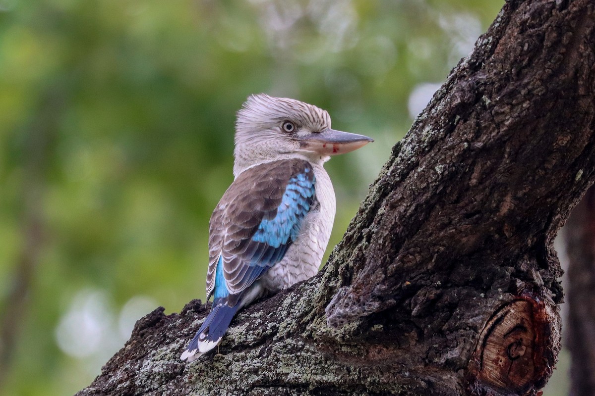 Blue-winged Kookaburra - ML636432406