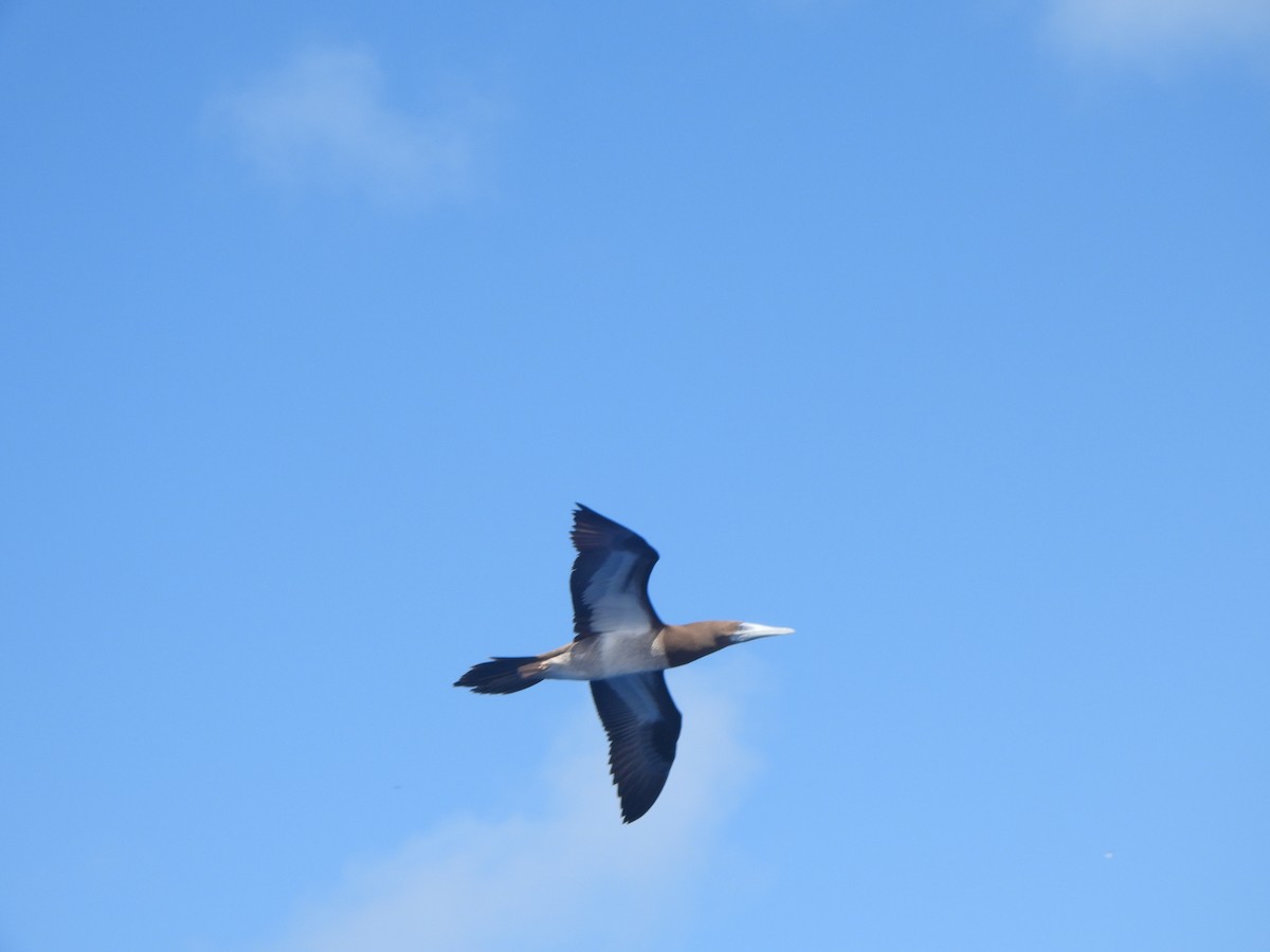 Brown Booby (Forster's) - ML636432417