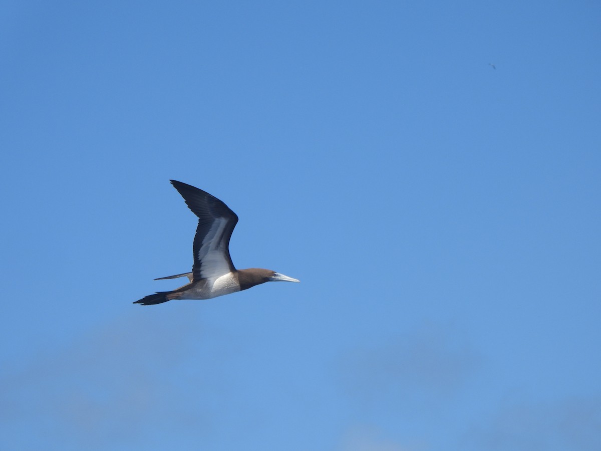 Brown Booby (Forster's) - ML636432421