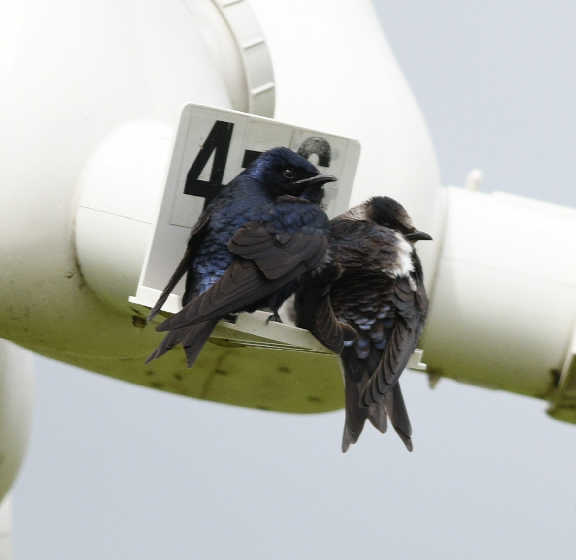 Elai purpura - ML636432434