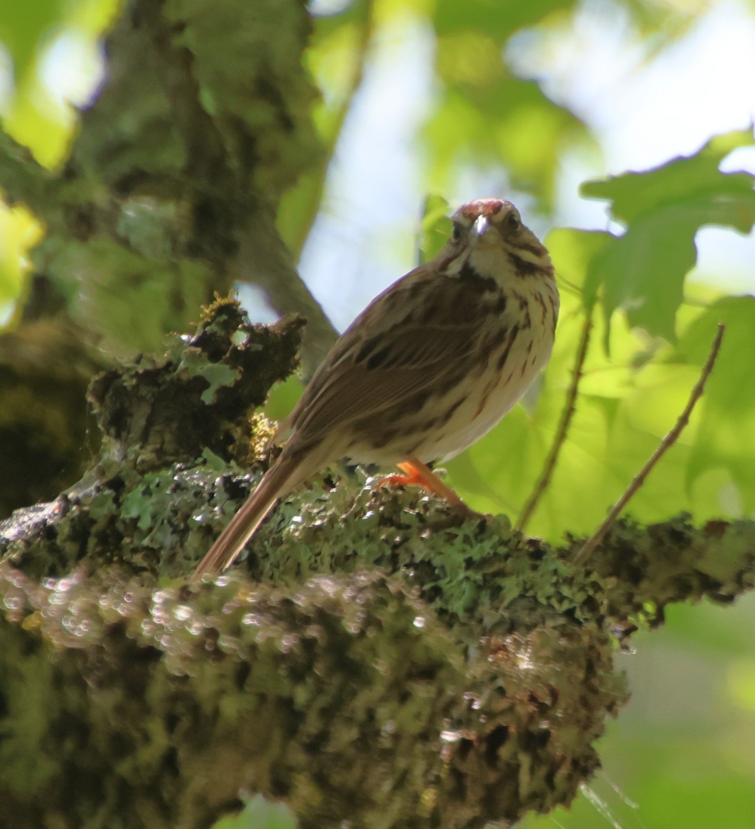 Song Sparrow - ML636432489