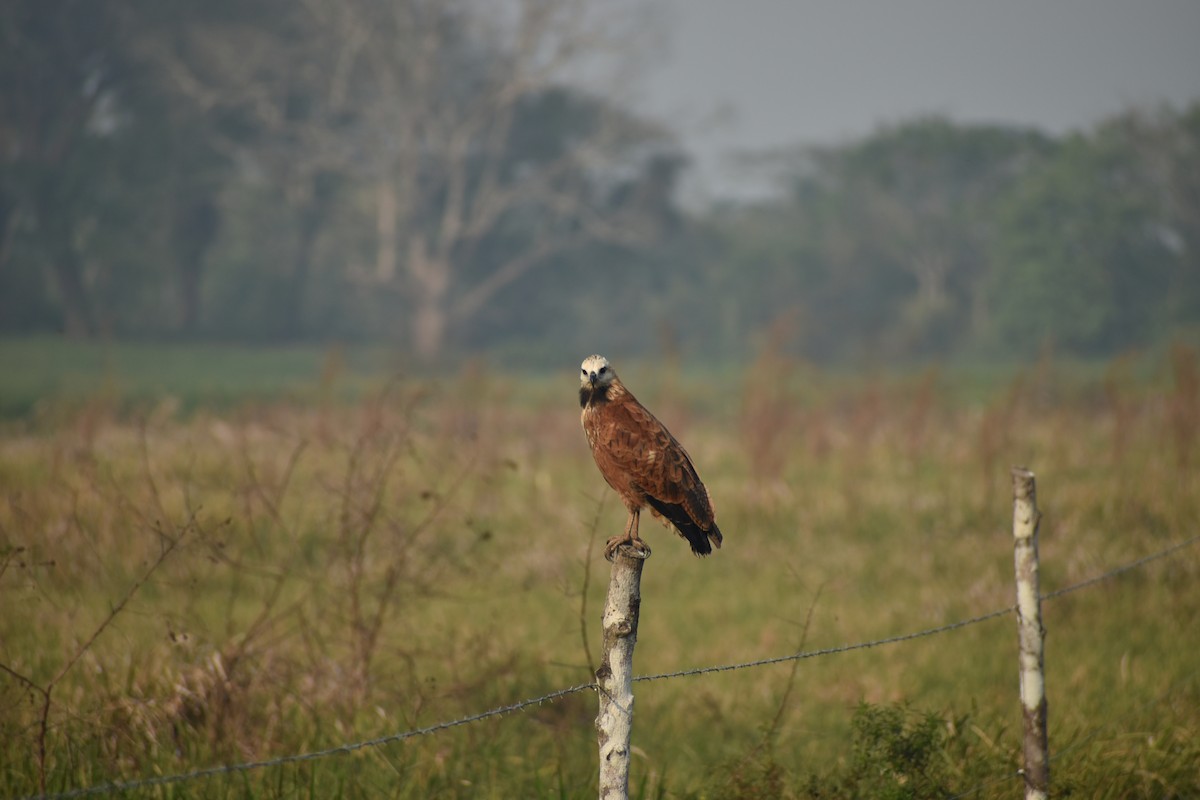 Black-collared Hawk - ML636432652