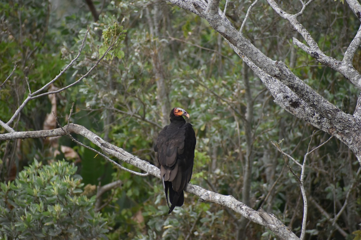 Lesser Yellow-headed Vulture - ML636432693