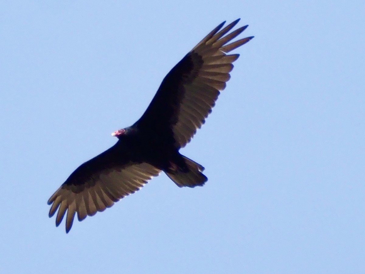 Turkey Vulture - ML636432697