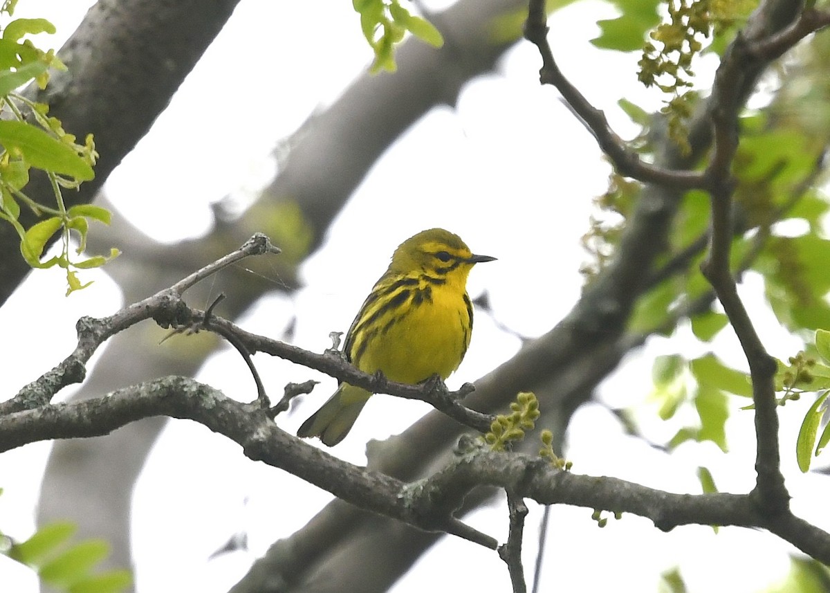 Prairie Warbler - ML636432704