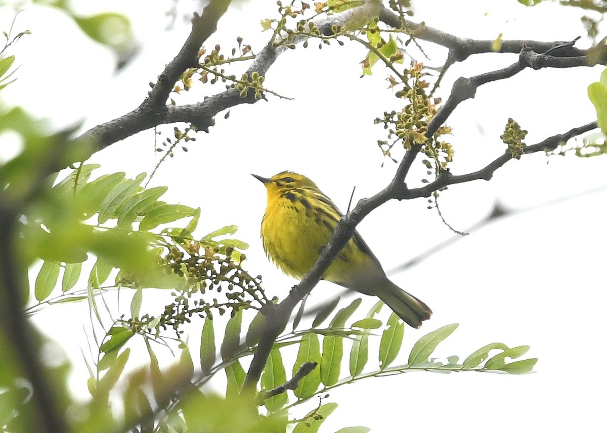 Prairie Warbler - ML636432718