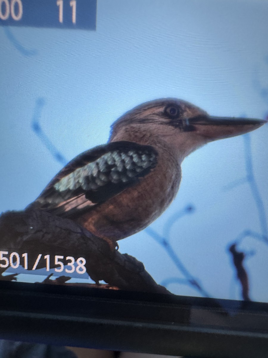 Blue-winged Kookaburra - ML636432730