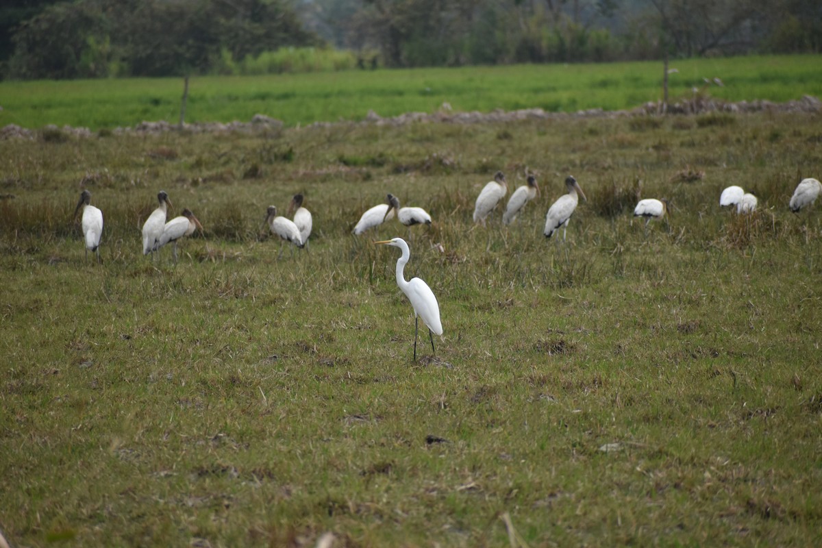 Great Egret - ML636432754