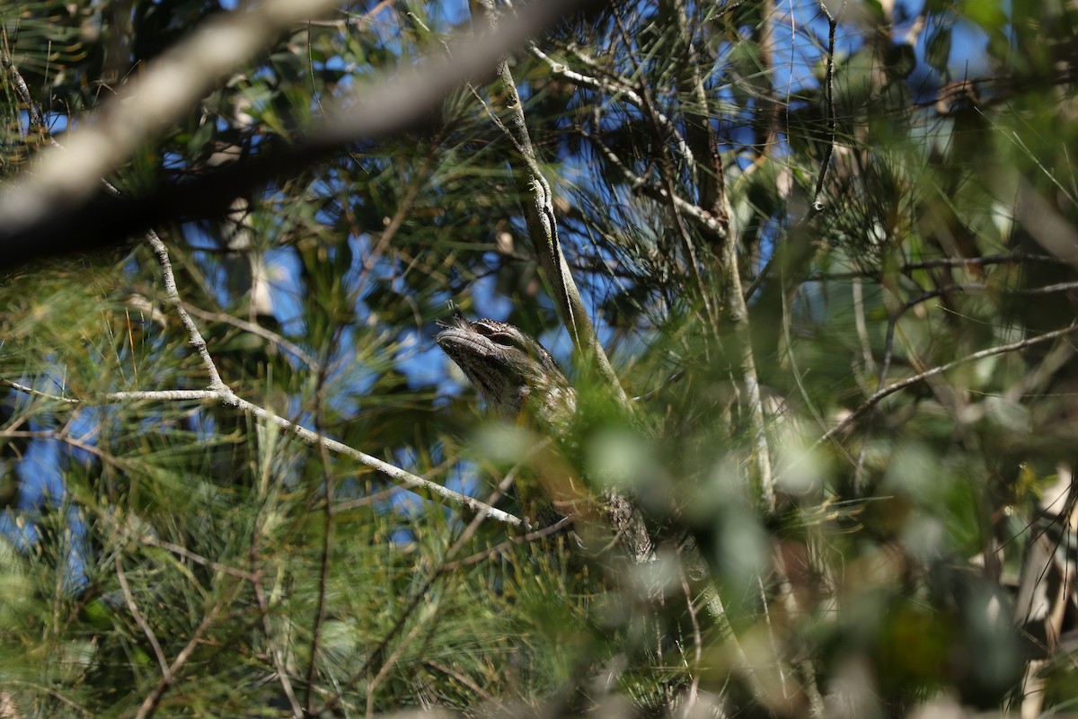 Tawny Frogmouth - ML636432755