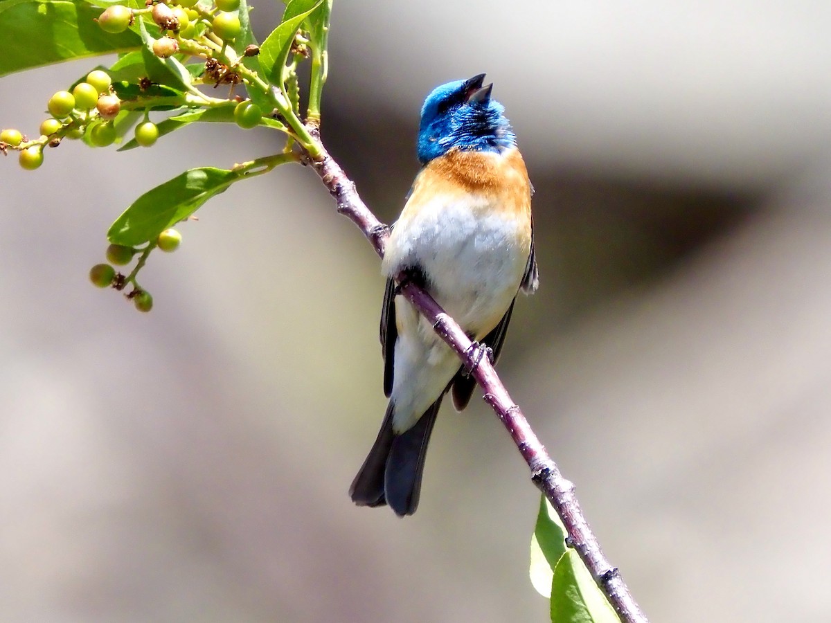 Lazuli Bunting - ML636432756
