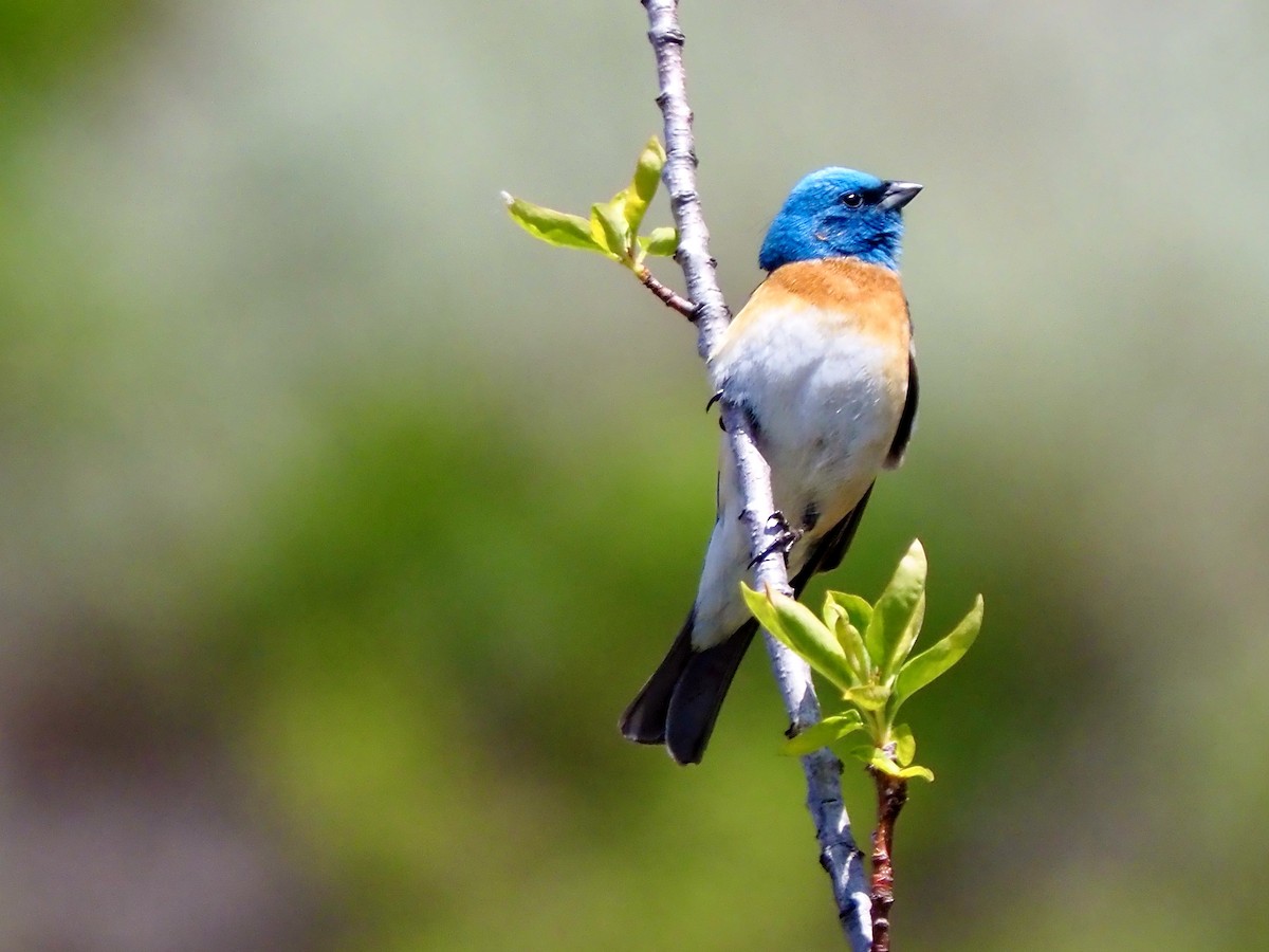 Lazuli Bunting - ML636432762