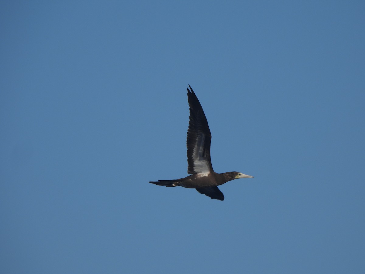 Brown Booby (Forster's) - ML636432764