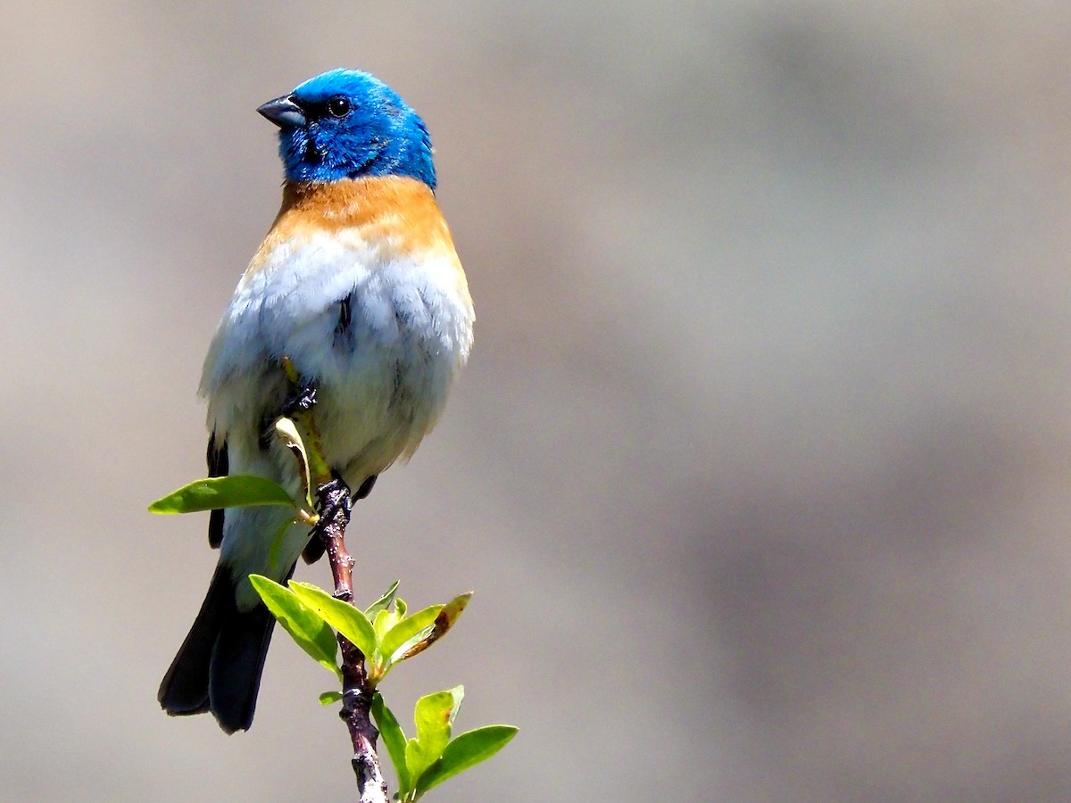 Lazuli Bunting - ML636432794