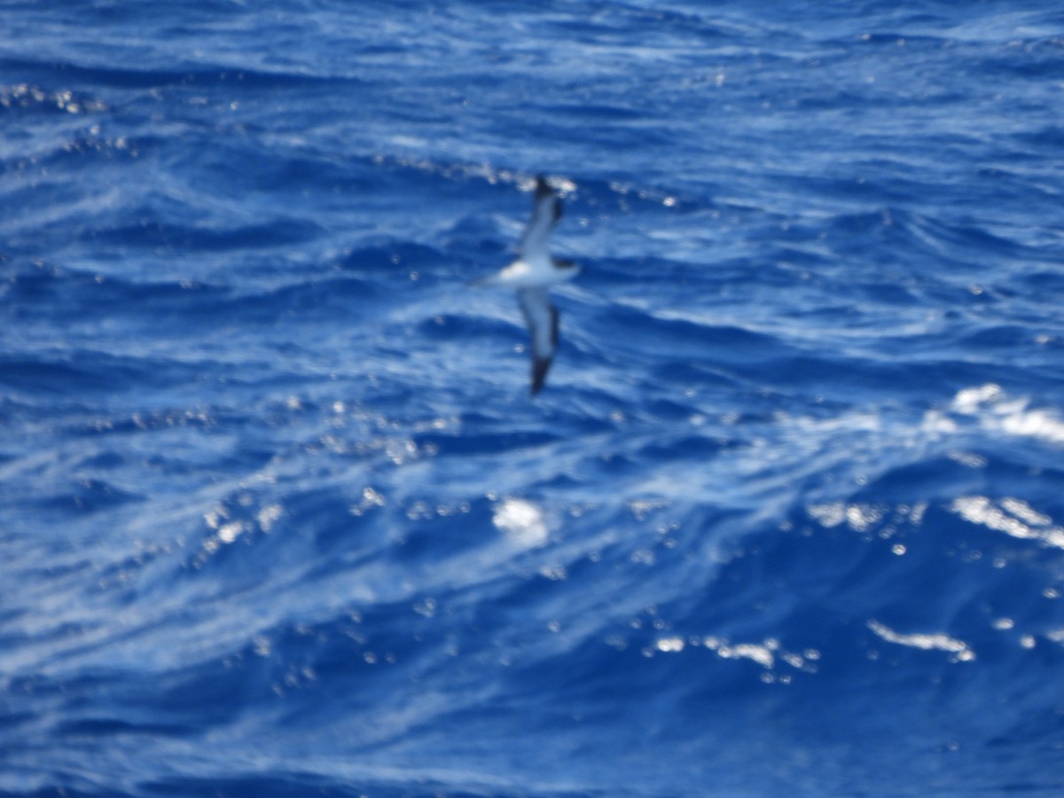hawaiipetrell - ML636432847