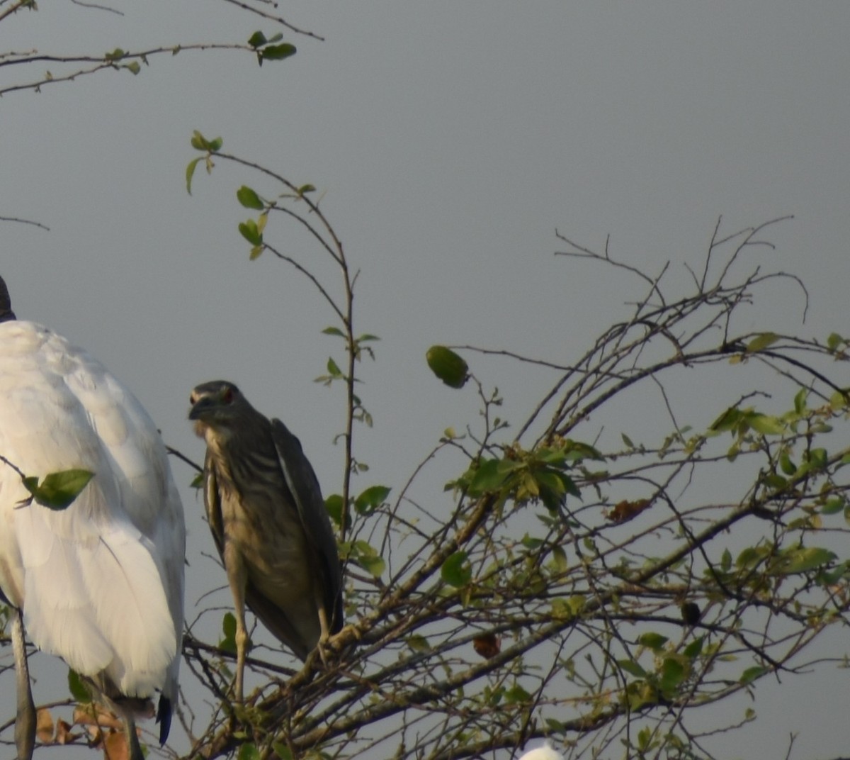 Black-crowned Night Heron - ML636432920
