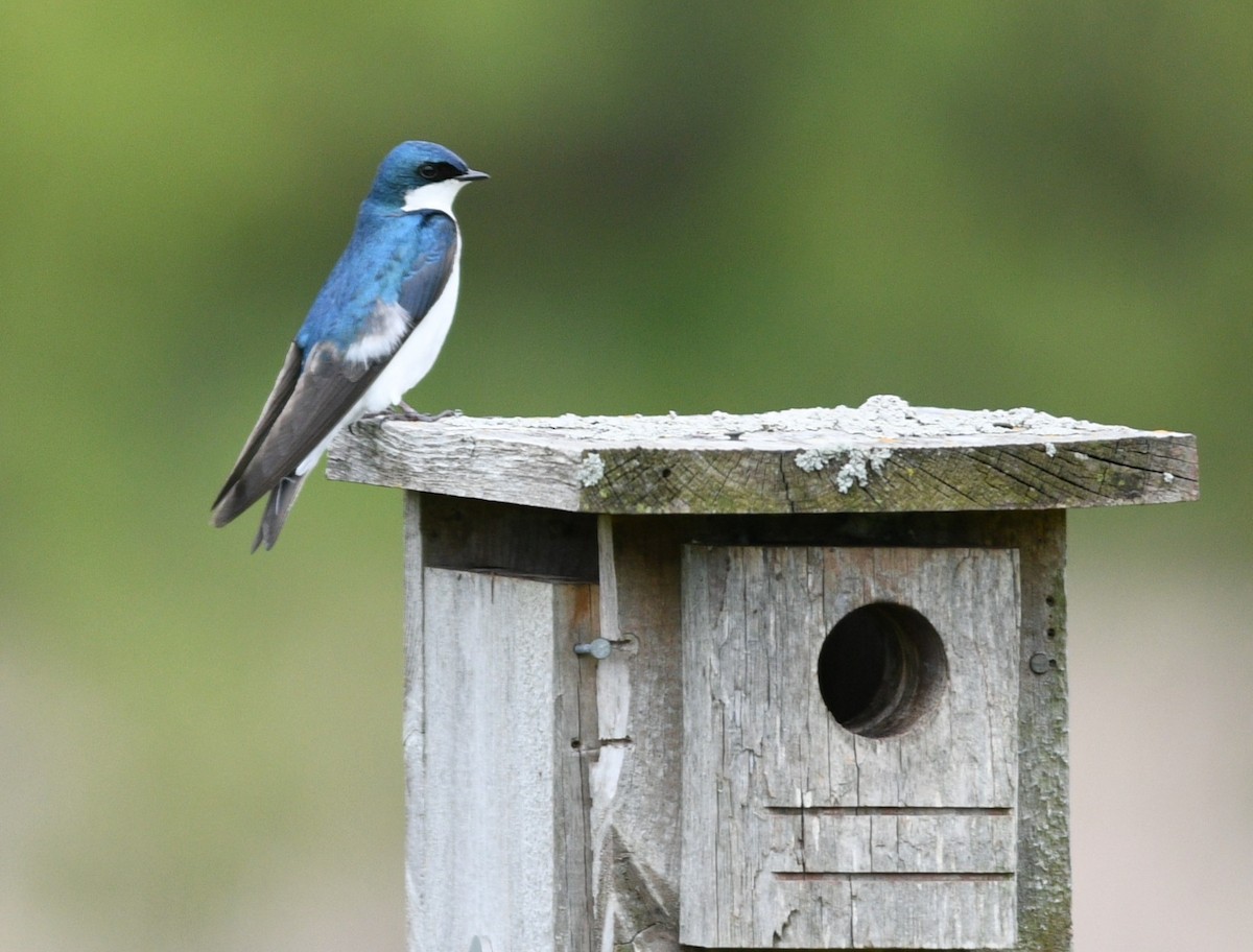 Elai kolorebikoa - ML636432953