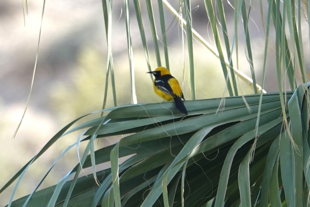 Hooded Oriole - ML636432984