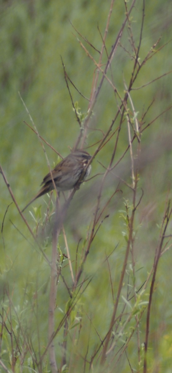 Song Sparrow - ML636433021