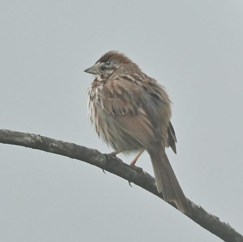 Song Sparrow - ML636433023