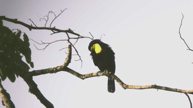 Yellow-throated Toucan - ML636433048