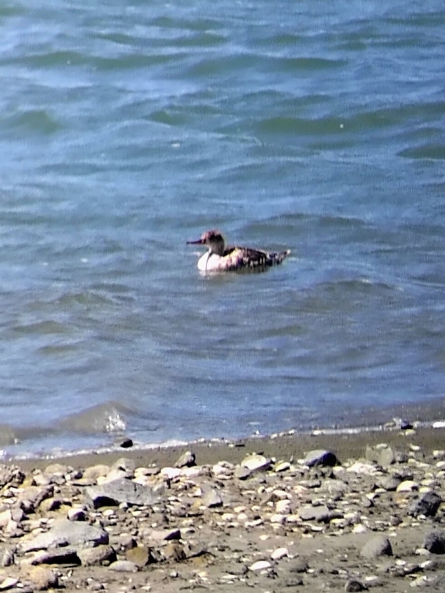 Red-breasted Merganser - ML636433150