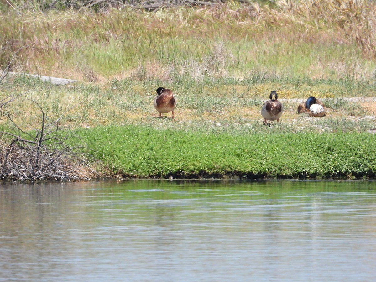 Mallard - ML636433151