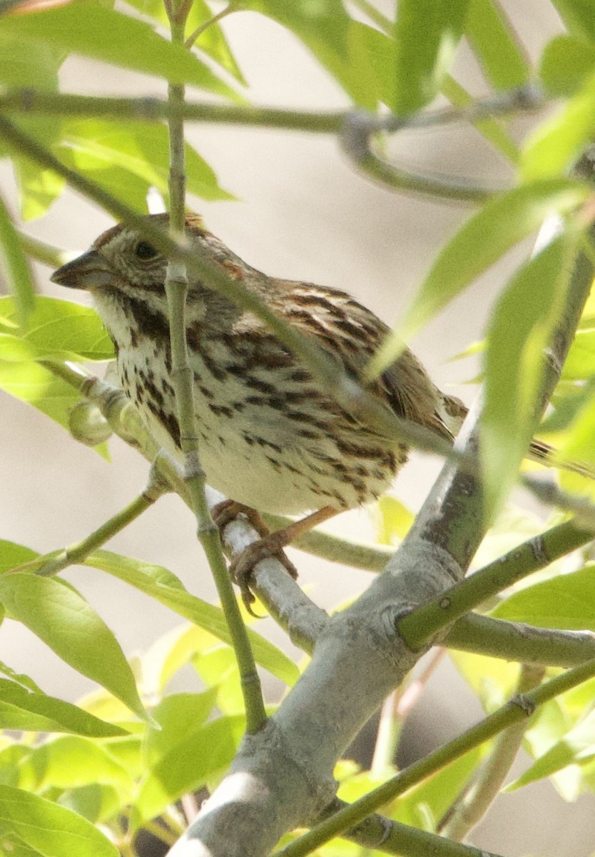 Song Sparrow - ML636433161