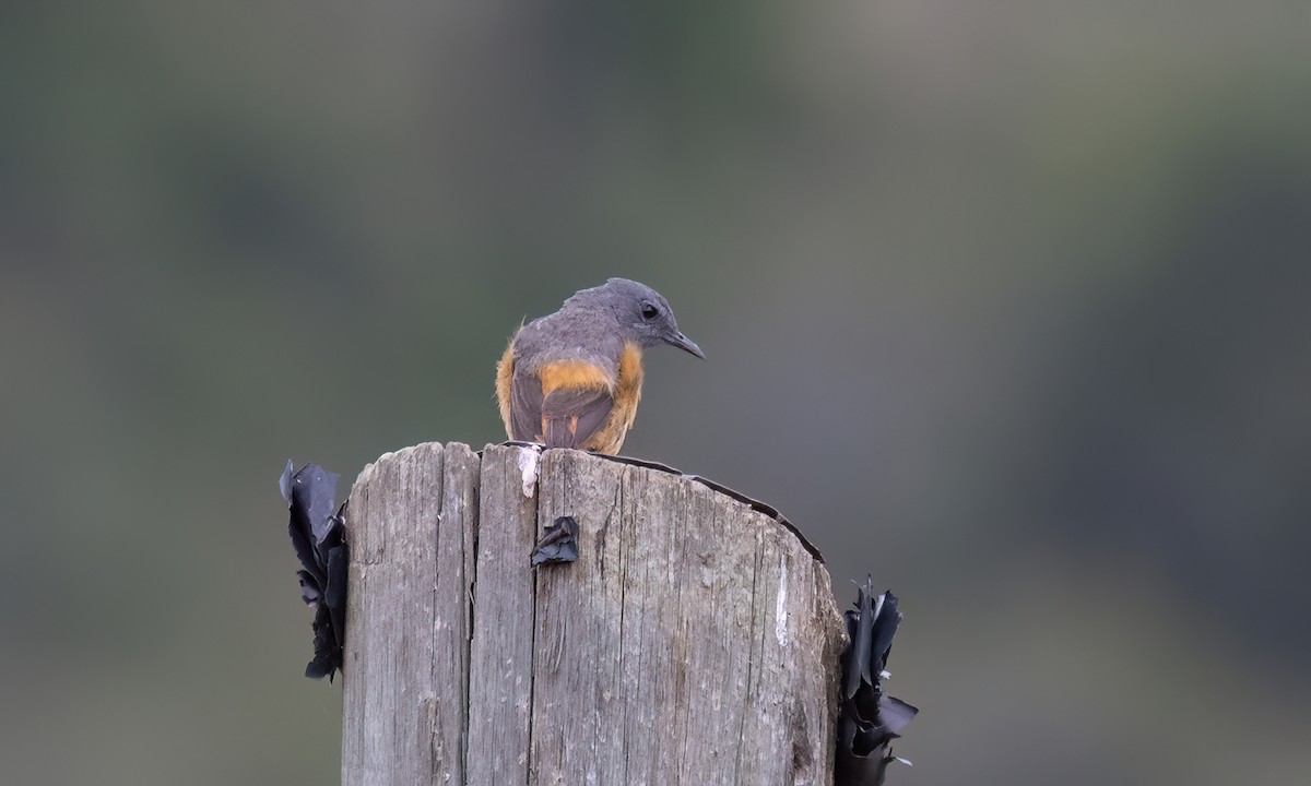 skalník malý - ML636433340