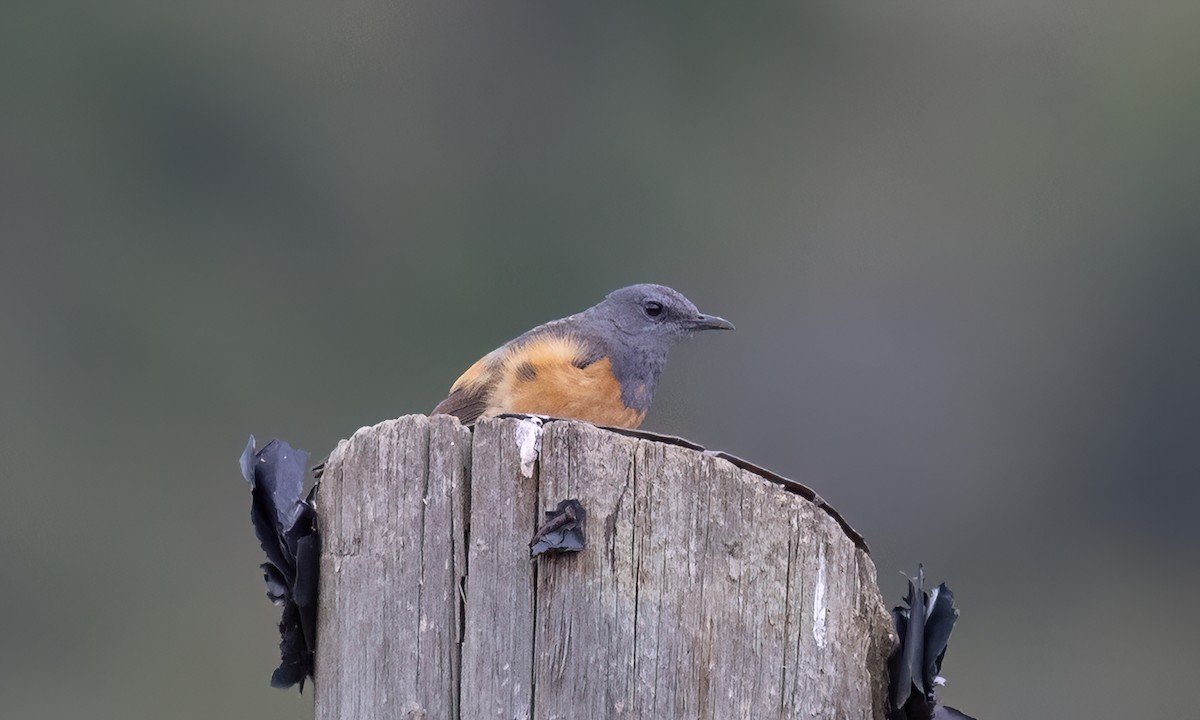 skalník malý - ML636433344