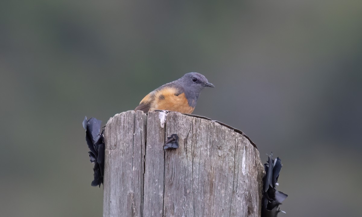 skalník malý - ML636433345