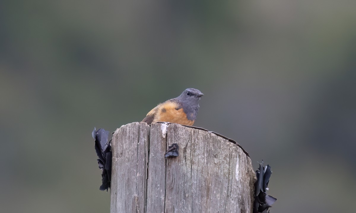 skalník malý - ML636433346