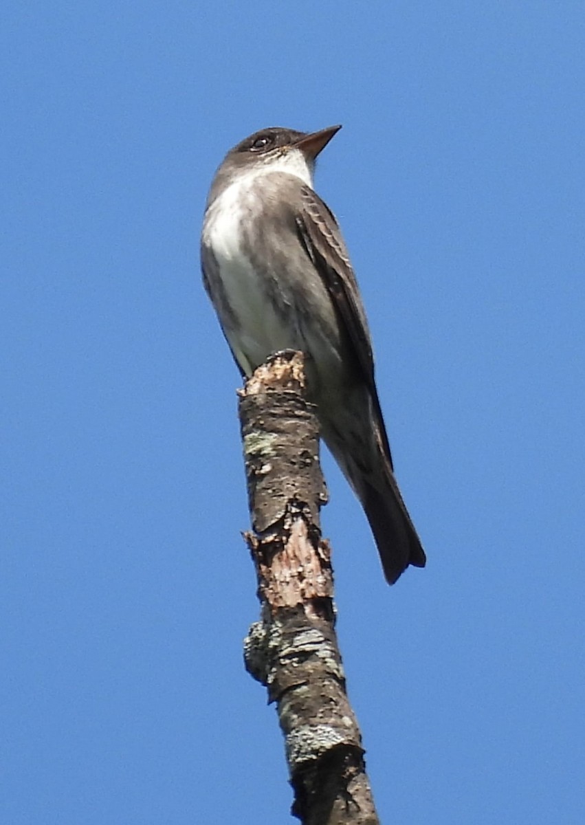 Olive-sided Flycatcher - ML636433464